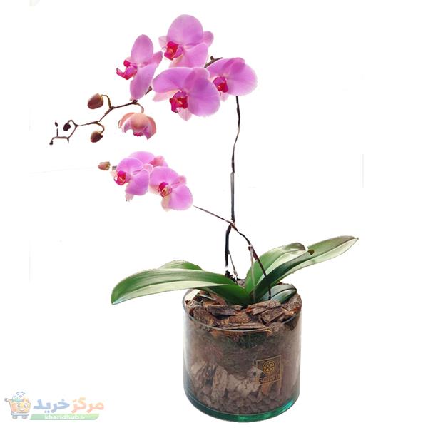 گیاه طبیعی ارکیده صورتی گل گیفت کد GP009