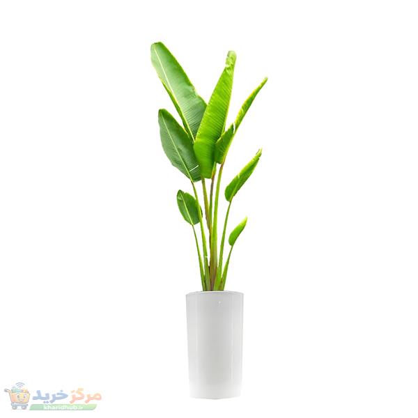 گیاه طبیعی نخل مسافر مدل ماداگاسکار کد 120