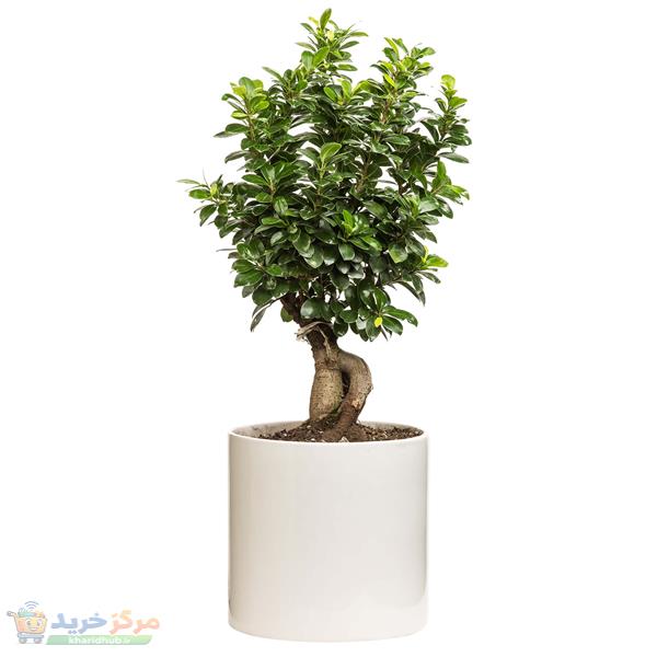 گیاه طبیعی بونسای مدل 24s